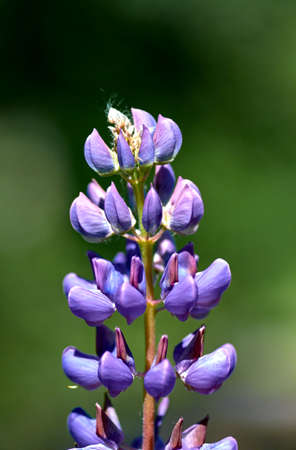 Blue flowerの写真素材