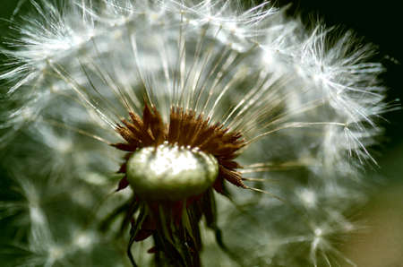 Old dandelionの写真素材