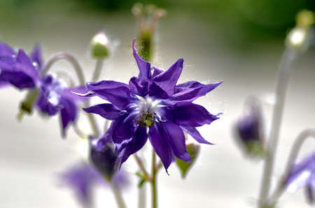 blue flower in the gardenの写真素材