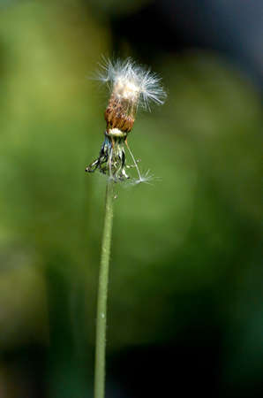 Old dandelionの写真素材