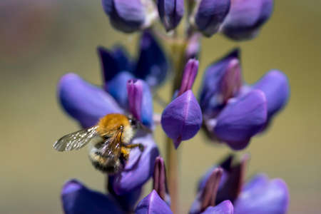 Bumblebee on a flowerの写真素材
