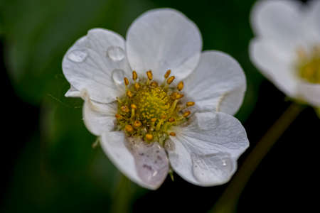 white flowerの写真素材