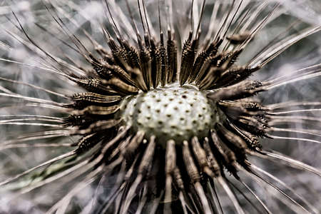 White dandelionの写真素材