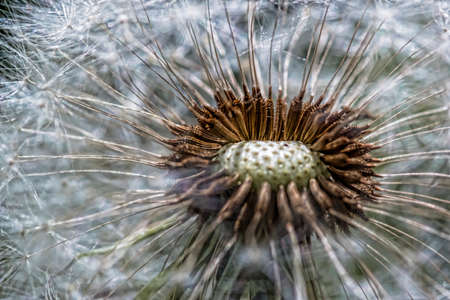 White dandelionの写真素材