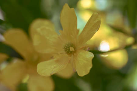 Yellow flowerの写真素材