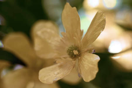 Yellow flowerの写真素材