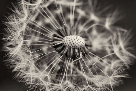 White dandelionの写真素材