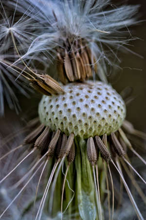 White dandelionの写真素材