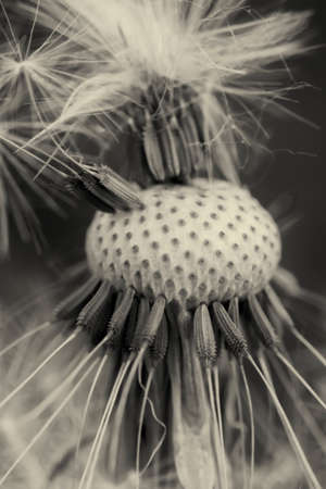 White dandelionの写真素材