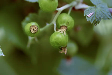 Unripe currantの写真素材