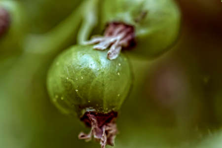 Unripe currantの写真素材