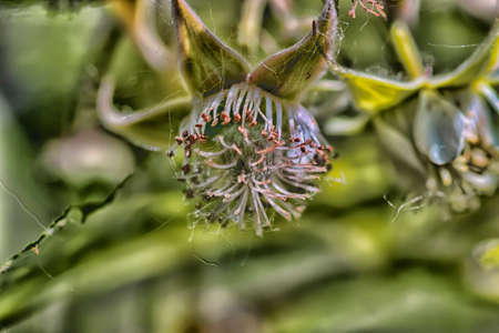 Flower without petalsの写真素材