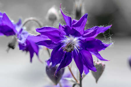 flowers on blue backgroundの写真素材