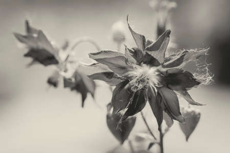 Flower in black and whiteの写真素材