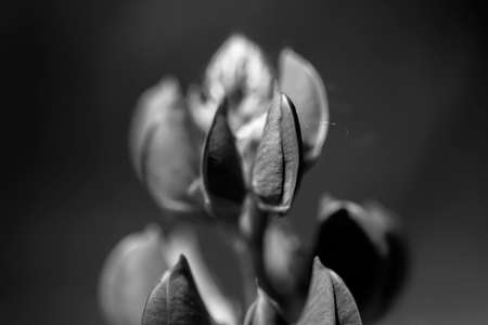 Flower in black and whiteの写真素材