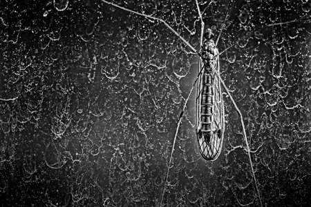 A mosquito on the glassの写真素材