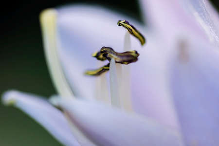 The stamens of the flowerの写真素材