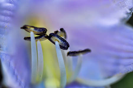 The stamens of the flowerの写真素材