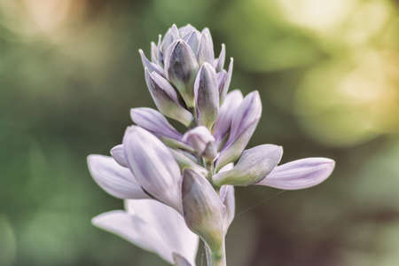 The flower bud
