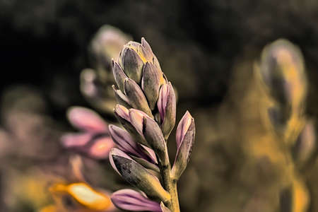 The flower budの写真素材