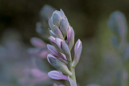 The flower budの写真素材
