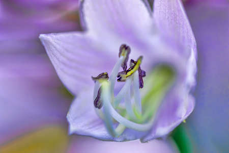 The stamens of the flowerの写真素材