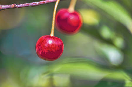 Red cherryの写真素材
