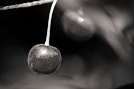 Cherry in monochromeの写真素材