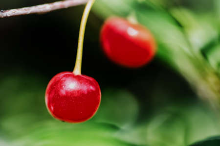 Red cherryの写真素材