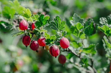 Gooseberry redの写真素材