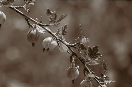 Gooseberryの写真素材