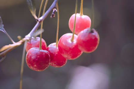 Red cherryの写真素材