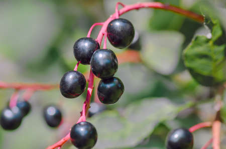 Bird cherry