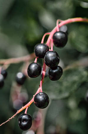 Bird cherryの写真素材