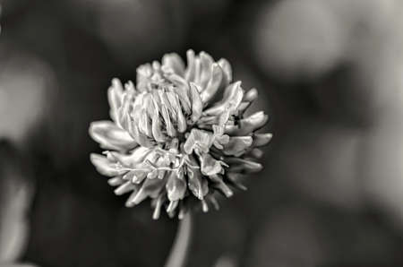 clover flowerの写真素材