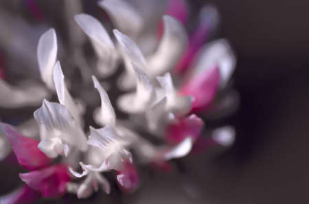 clover flowerの写真素材