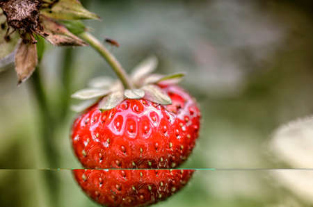 ripe strawberriesの写真素材