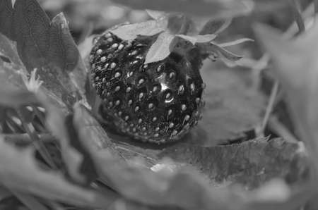 Strawberries in black and whiteの写真素材