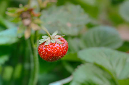 ripe strawberriesの写真素材