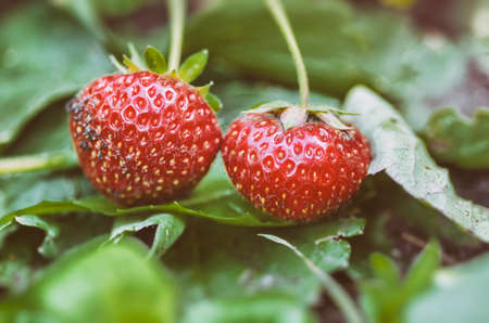 ripe strawberriesの写真素材