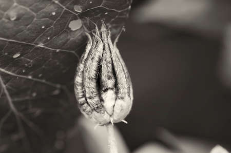 flower with seedsの写真素材