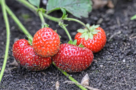 Strawberries on the groundの写真素材
