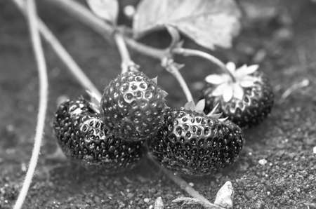 Strawberries in black and whiteの写真素材