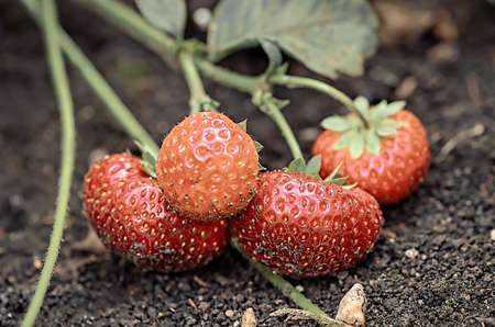 Strawberries on the groundの写真素材