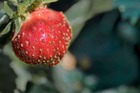 ripe strawberriesの写真素材
