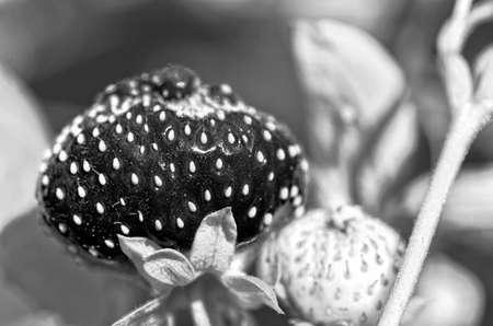 Strawberries in black and whiteの写真素材