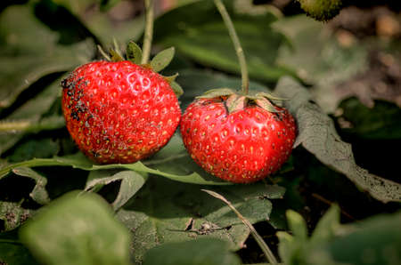 ripe strawberriesの写真素材