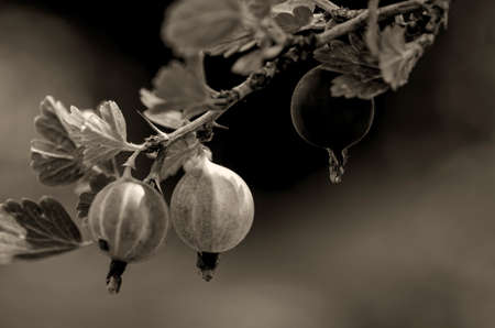 gooseberry berriesの写真素材