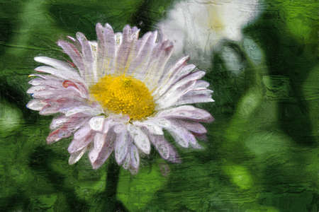 Daisy flowerの写真素材