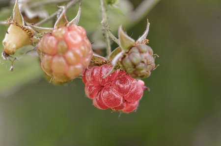 Berries on a branchの写真素材